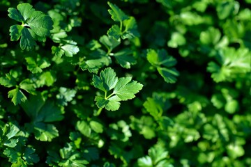 Fototapeta na wymiar parsley plants with leaf detail