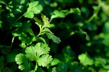 coriander plants with leaf detail