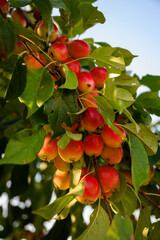 Small devil apples on a tree branch.