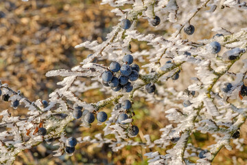 Schlehen mit Raureif / Früchte des Schlehdorn (lat.: Prunus spinosa) in einer vereisten...