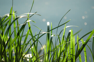 Kompozycja roślinna trawy na tle wody w pięknym oświetleniu - obrazy, fototapety, plakaty