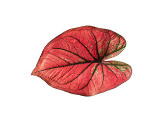 isolated red caladium leaf with black line and green dot color a closeup texture of beautiful vivid and unique heart-shaped of topical leafy potted plant with clipping path on white background