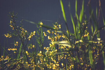 Kompozycja roślinna trawy na tle wody w pięknym oświetleniu