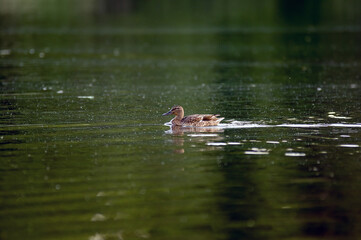 Kaczka pływająca z odbijającym się cieniem w spokojnej tafli wody