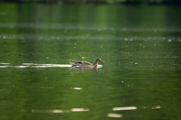 Kaczka pływająca z odbijającym się cieniem w spokojnej tafli wody