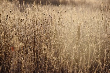 Fototapeta premium field, grass, nature, wheat, plant, summer, agriculture, dry, yellow, meadow, crop, landscape, farm, harvest, sky, autumn, golden, grain, texture, natural, rural, blue, green, cereal, straw