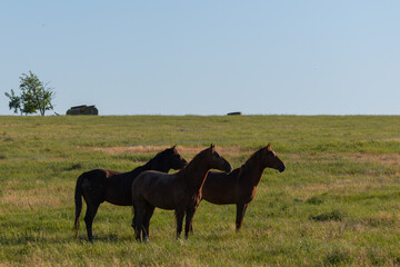 Naklejka na ściany i meble Wild horses grazing in a field at sunrise