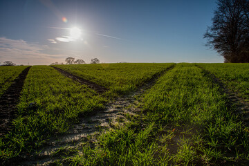 Obraz premium okolice Lubeki Niemcy