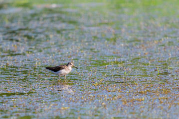 Wood Sandpiper or Tringa glareola. Wild bird in a natural habitat