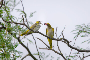 Young Eurasian Golden Oriole or Oriolus oriolus feeds the chick