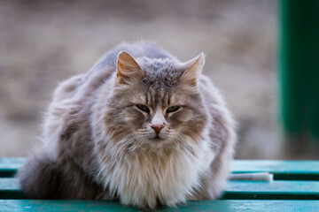 Homeless gray cat with a sad look on a city street