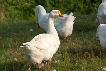 Obraz premium Geese in the village on the walk