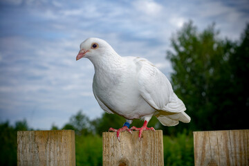 White dove sits on a fence