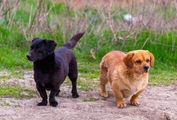 Two cute little black and brown mix breed dogs outside