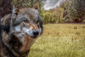 Fototapeta premium a european timber wolf