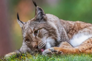 Foto op Plexiglas a lynx grooming its fur © Ralph Lear