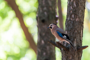 Eurasian jay or Garrulus glandarius in city park
