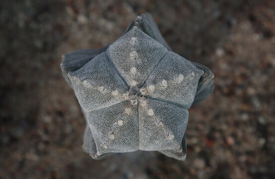 Photo Of A Cactus From Above.