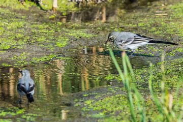 Two White Wagtails or Motacilla alba on swamp.