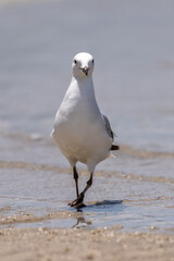 Silver gull walking out of the water on to the beach