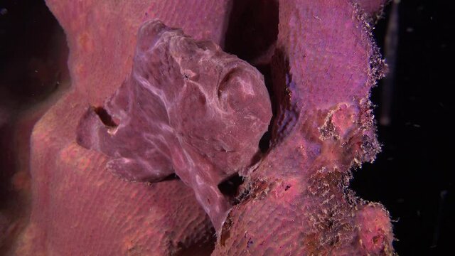 Pink giant frogfish sitting on elephant ear coral at night.