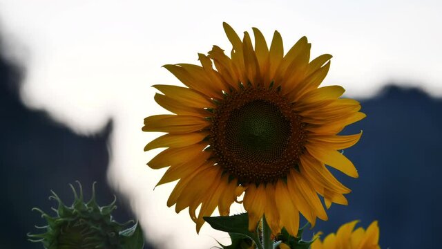Close up of Sunflower field Slow motion swaying in the wind in the the evening sun, Winter Lopburi, Thailand. Selective focus