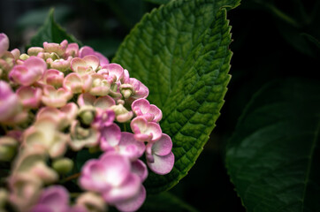Closeup of hydrangeas