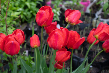 Field of red tulip flowers blooming on a green background in a garden under the sun, top view, soft focus, selective focus