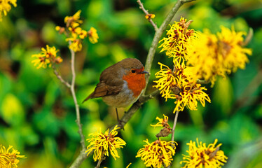 Close up of a Robin with Witch Hazel Hamamelis