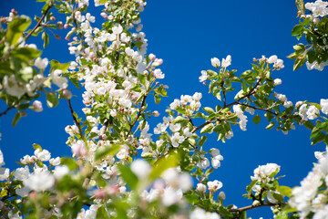 beautiful branch flowers of an apple tree blooms in sun on a spring day, close up, macro. Spring background with white blossom on blue sky with space for text, soft focus, selective focus