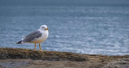 seagull standing by the sea