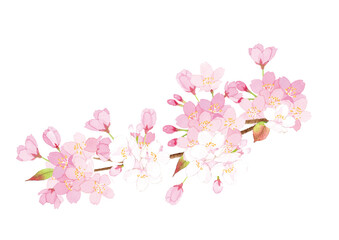 桜の枝　水彩イラスト