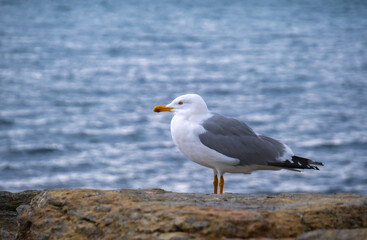 seagull standing by the sea