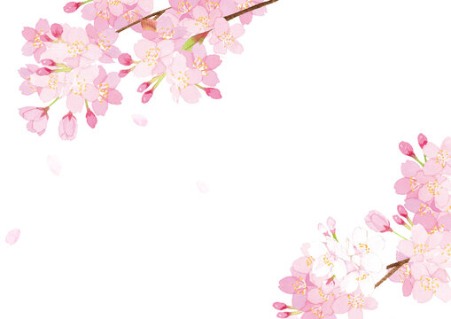 桜　水彩　背景イラスト