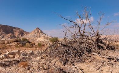 Desert landscape in the remote unexplored region. Desert beauty in a sunny winter day. Dry tree in a wide wadi, white clouds on the blue sky and mountains peaks on the background. Silence in a desert.
