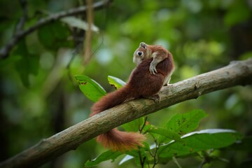Is a mammal Has a small body size The fur is covered throughout the body. Eyes are round, black. The tail is bushy, arranged in rodents.