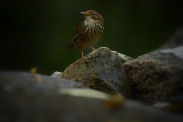 Forehead to occiput, dark red brown White or brown eyebrows, face body. The underside is white with large stripes, greenish brown. Body above, greenish