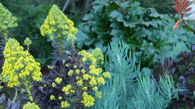 Aeonium arboreum houseleek tree yellow flower, California USA. Irish rose dark succulent inflorescence. Home gardening, american decorative ornamental houseplant, natural botanical desert atmosphere.