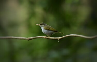 Long white or fawn eyebrows Gray head and occiput Different from the back and the upper body dark green The rump is lighter in color than the other, and has two narrow wings, or only one can be seen.