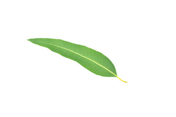 green leaf isolated on white