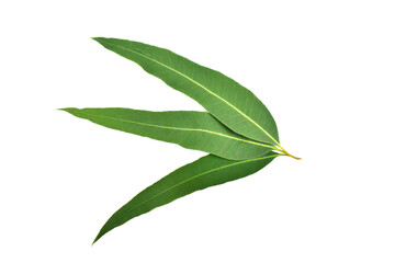 Eucalyptus leaves isolated on white background. Clipping path