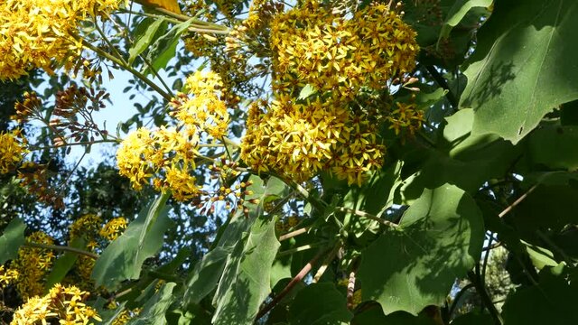 Velvet groundsel yellow flowers, California USA. Roldana petasitis springtime bloom. Home gardening, american decorative ornamental houseplant, natural botanical atmosphere. Vivid spring blossom.