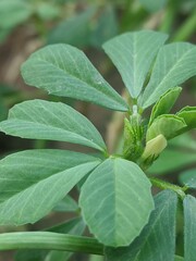 close up of leaves