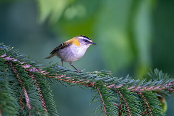 Sommergoldhähnchen