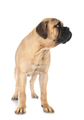 young bullmastiff in studio