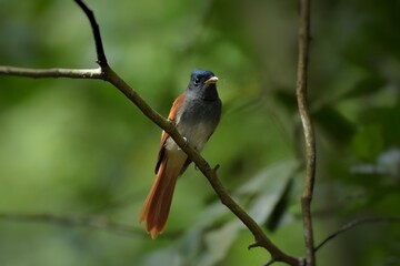 With a short crest set as a ridge Dark gray head and chest The top head is dark, slightly glimpse. The skin around the eyes and mouth is dark blue.