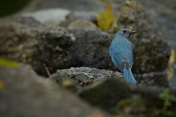 Light blue-gray rather than male The eyes and eyes are not as clear as the male. Different from the light blue insect catching bird at the shorter mouth The bottom of the sky has white stripes.