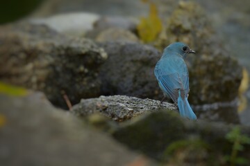 Light blue-gray rather than male The eyes and eyes are not as clear as the male. Different from the light blue insect catching bird at the shorter mouth The bottom of the sky has white stripes.