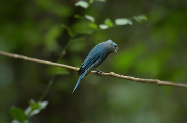 Light blue-gray rather than male The eyes and eyes are not as clear as the male. Different from the light blue insect catching bird at the shorter mouth The bottom of the sky has white stripes.