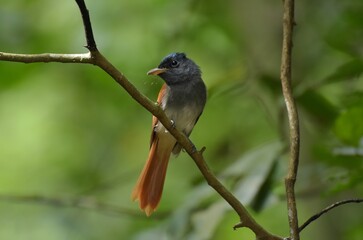 With a short crest set as a ridge Dark gray head and chest The top head is dark, slightly glimpse. The skin around the eyes and mouth is dark blue.